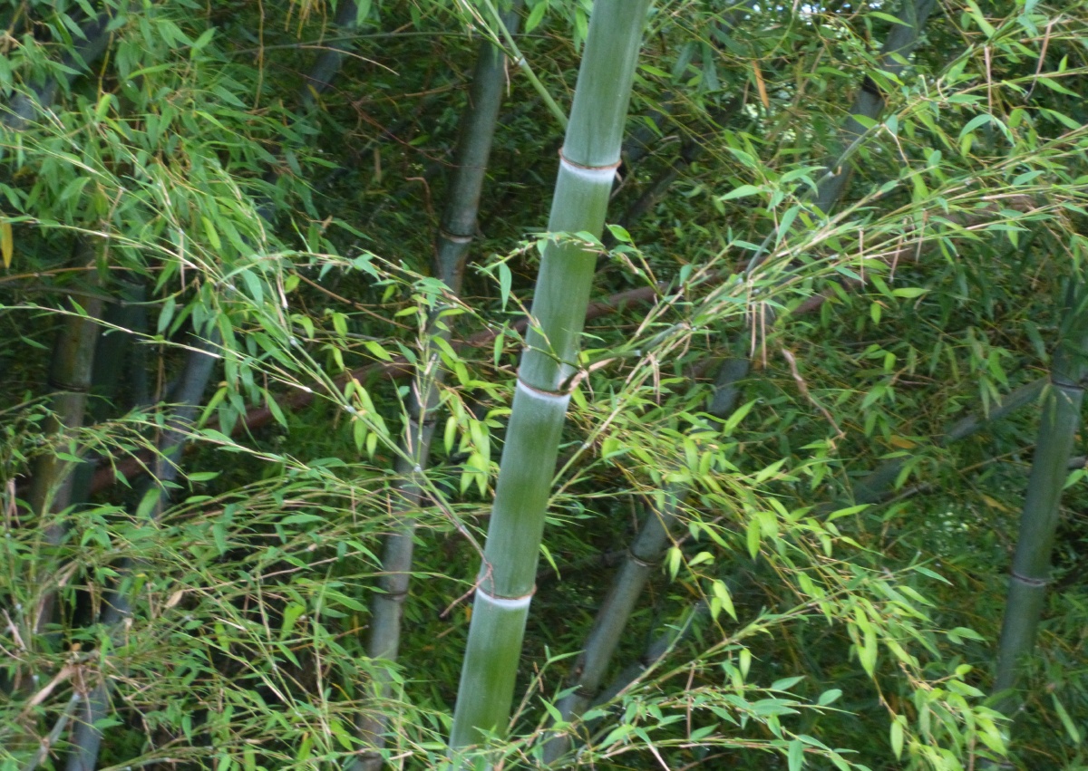 知っていますか? 竹にまつわる問題