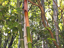 各地で広がる竹害問題